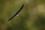 common house martin