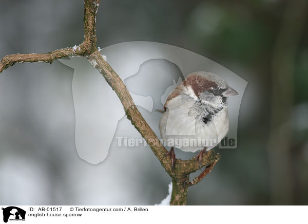 Haussperling / english house sparrow / AB-01517