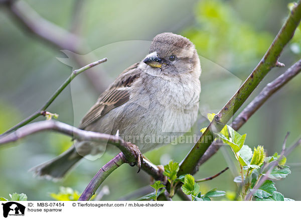 Haussperling / house sparrow / MBS-07454