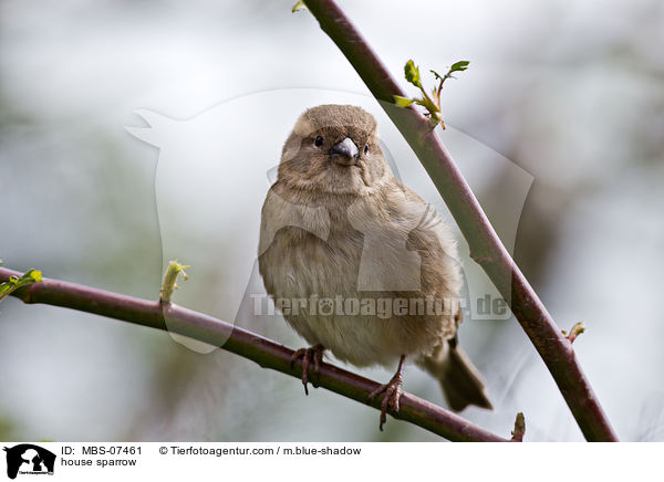 Haussperling / house sparrow / MBS-07461