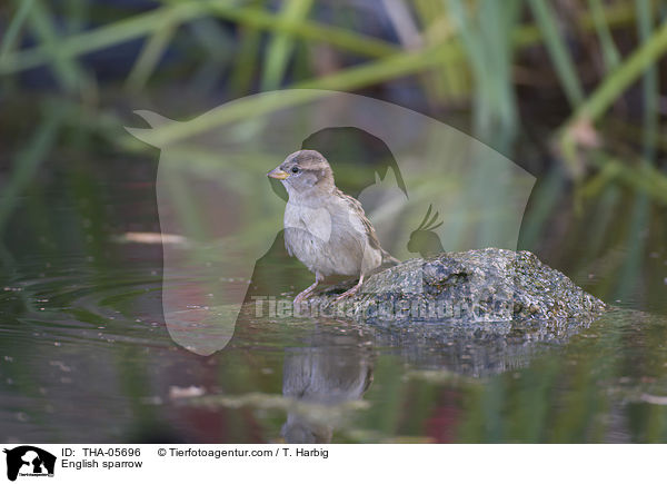 Haussperling / English sparrow / THA-05696