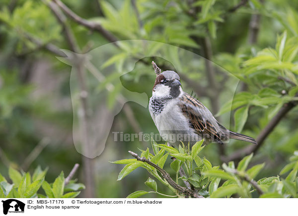 English house sparrow / MBS-17176
