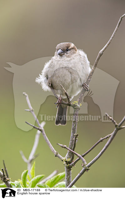 English house sparrow / MBS-17188