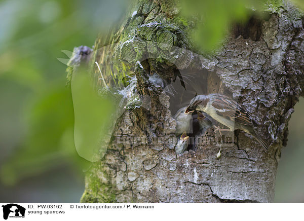 young sparrows / PW-03162