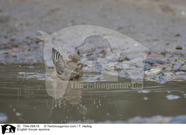 Haussperling / English house sparrow / THA-08618