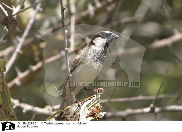 Haussperling / House Sparrow / JM-22826