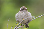 English house sparrow