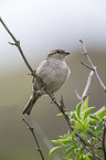 English house sparrow