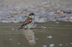 English house sparrow