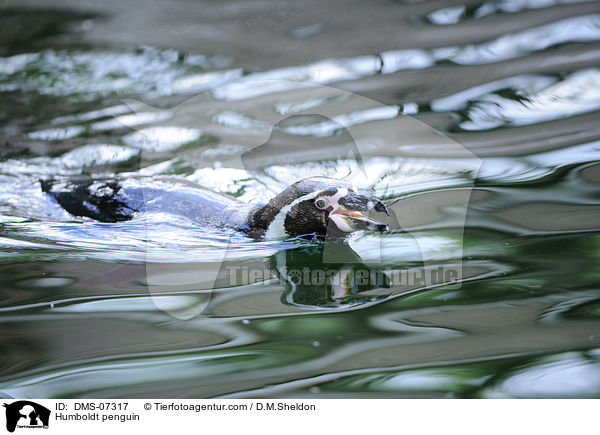 Humboldt penguin / DMS-07317