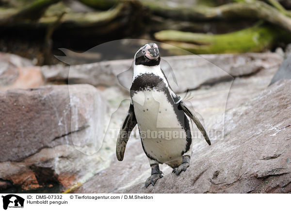 Humboldtpinguin / Humboldt penguin / DMS-07332