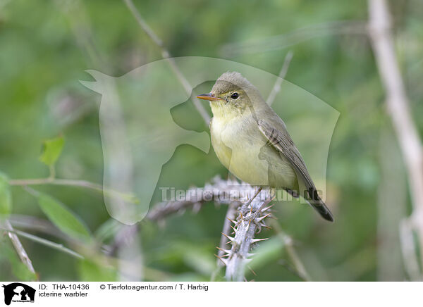 Gelbsptter / icterine warbler / THA-10436