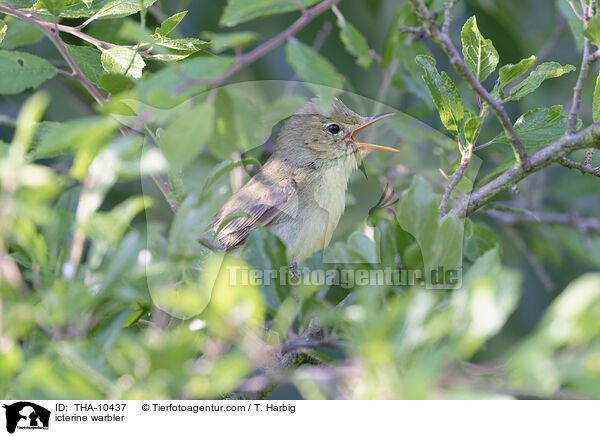 Gelbsptter / icterine warbler / THA-10437