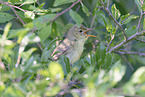 icterine warbler