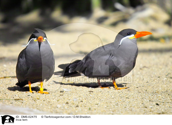 Inkaseeschwalben / Inca tern / DMS-02475