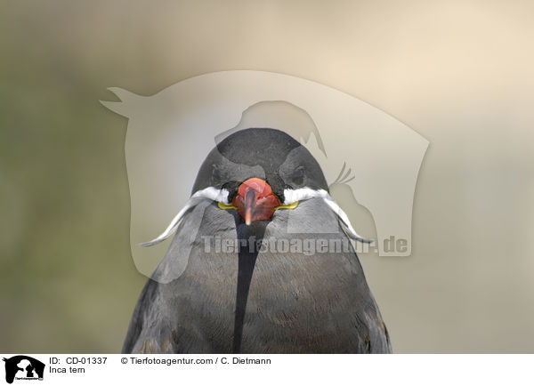 Inkaseeschwalbe / Inca tern / CD-01337