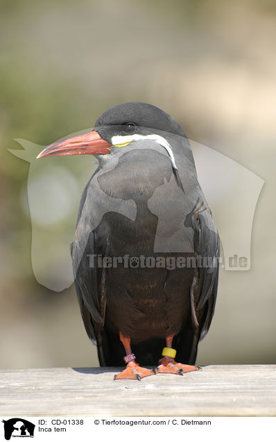 Inca tern / CD-01338