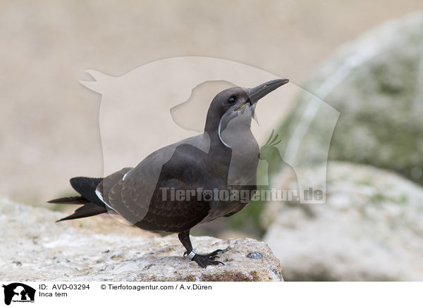 Inkaseeschwalbe / Inca tern / AVD-03294