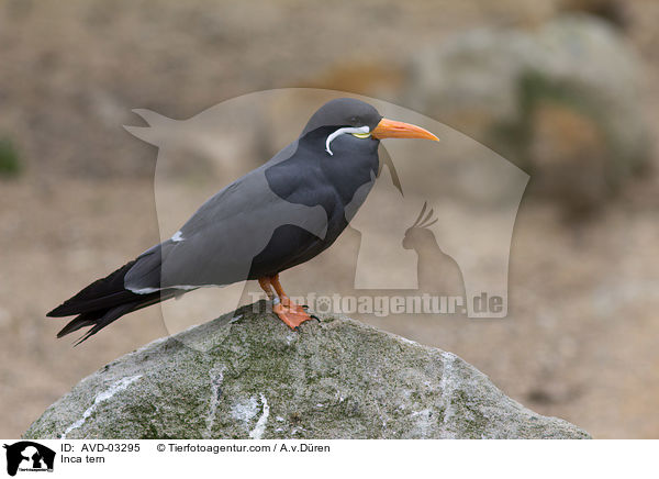 Inkaseeschwalbe / Inca tern / AVD-03295