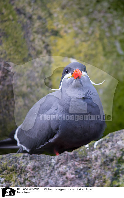 Inkaseeschwalbe / Inca tern / AVD-05201