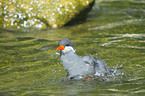 Inca tern