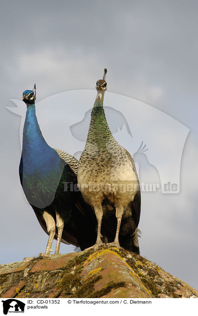 Blau indische Pfauen / peafowls / CD-01352