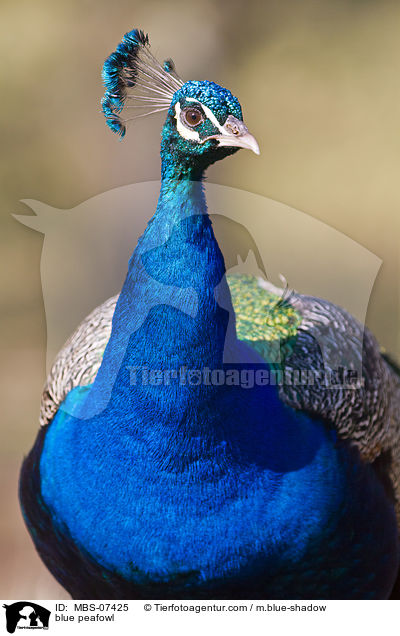 Blau indischer Pfau / blue peafowl / MBS-07425