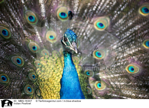 Blau indischer Pfau / Indian Peafowl / MBS-16307