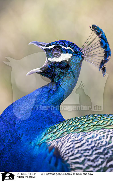 Blau indischer Pfau / Indian Peafowl / MBS-16311