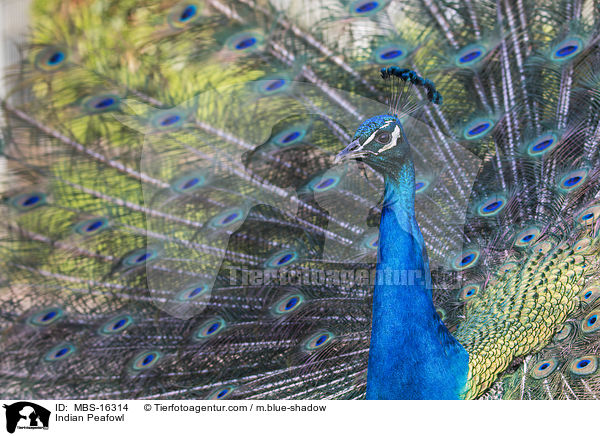 Blau indischer Pfau / Indian Peafowl / MBS-16314