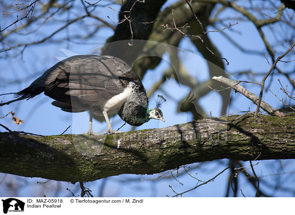 Blau Indischer Pfau / Indian Peafowl / MAZ-05918