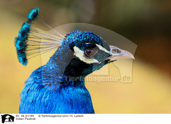 Indian Peafowl / HL-01165