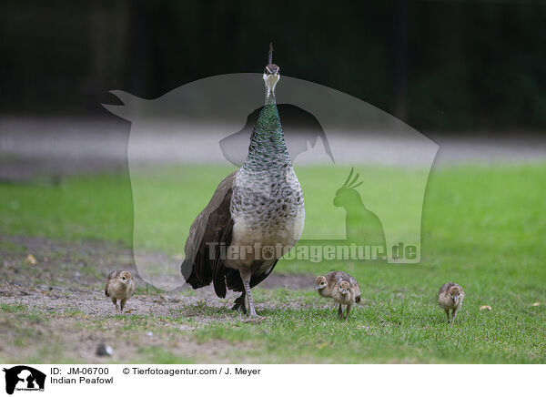 Blau Indischer Pfau / Indian Peafowl / JM-06700