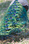 blue peafowl