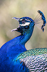 Indian Peafowl