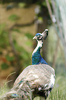 Indian Peafowl