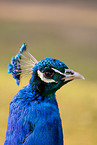 Indian Peafowl