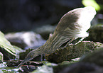 Indian pond heron