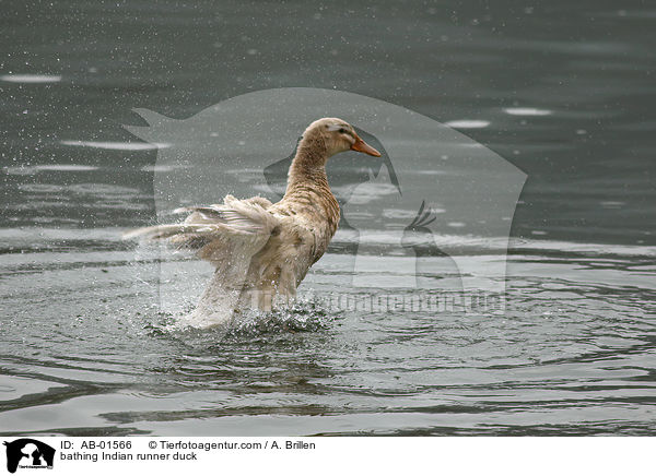 badende Indische Laufente / bathing Indian runner duck / AB-01566