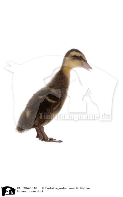 Indische Laufente / Indian runner duck / RR-43618