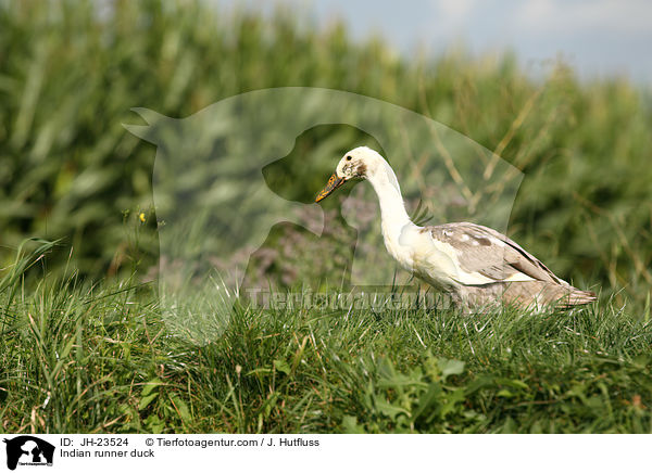 Indische Laufente / Indian runner duck / JH-23524