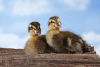 Indian runner duck