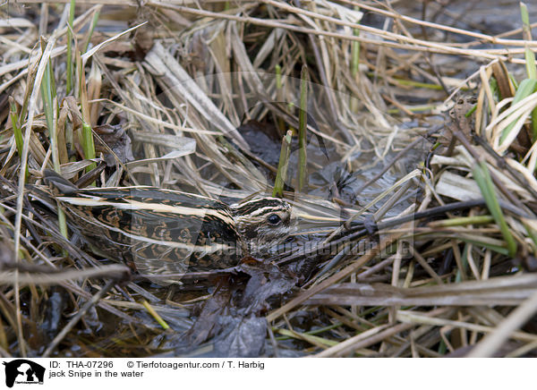 Zwergschnepfe im Wasser / jack Snipe in the water / THA-07296