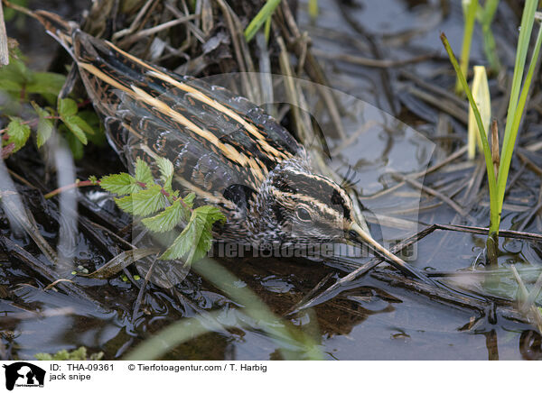 Zwergschnepfe / jack snipe / THA-09361