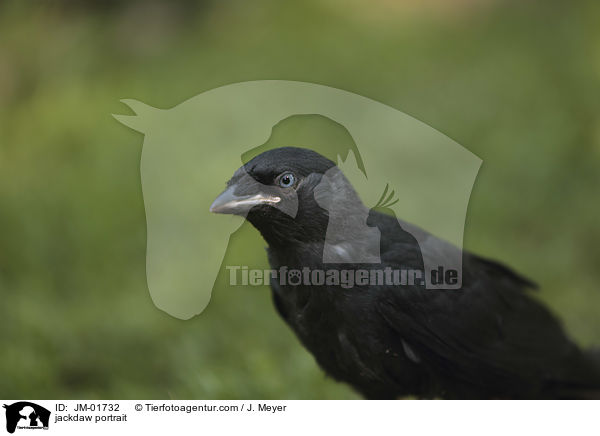 Portrait einer Dohle / jackdaw portrait / JM-01732