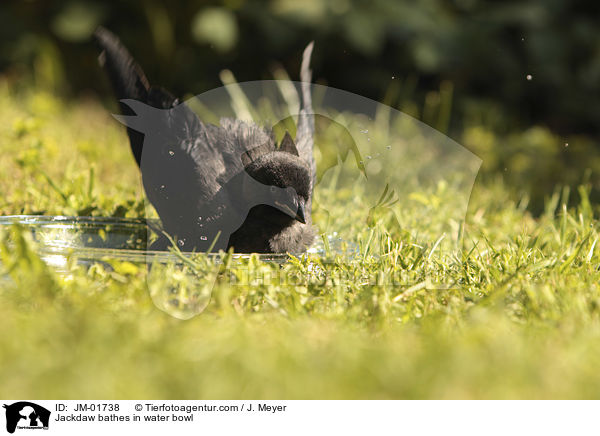 Dohle badet in Wasserschale / Jackdaw bathes in water bowl / JM-01738