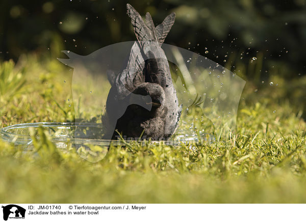 Dohle badet in Wasserschale / Jackdaw bathes in water bowl / JM-01740