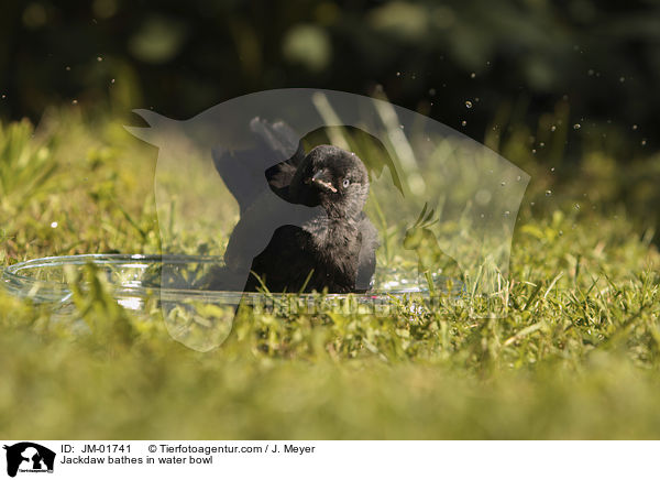 Dohle badet in Wasserschale / Jackdaw bathes in water bowl / JM-01741