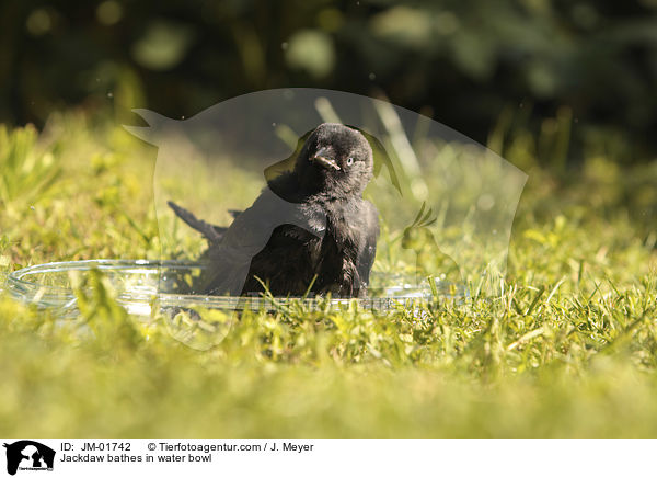 Dohle badet in Wasserschale / Jackdaw bathes in water bowl / JM-01742