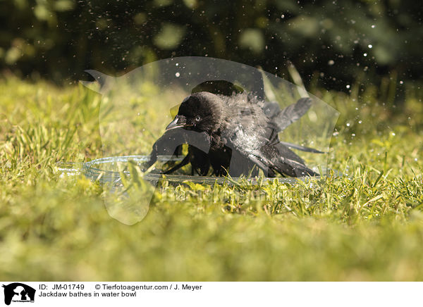 Dohle badet in Wasserschale / Jackdaw bathes in water bowl / JM-01749